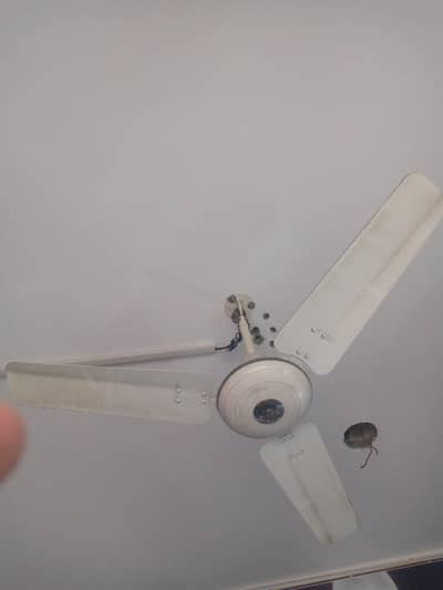 Ceiling Fan
