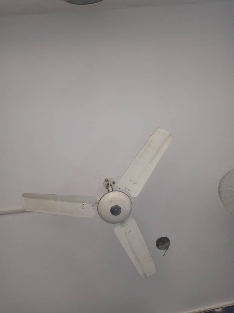 Ceiling Fan 1