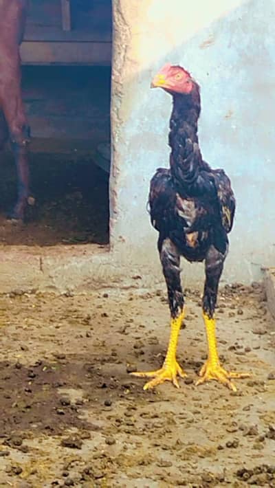 thai shamoo croos