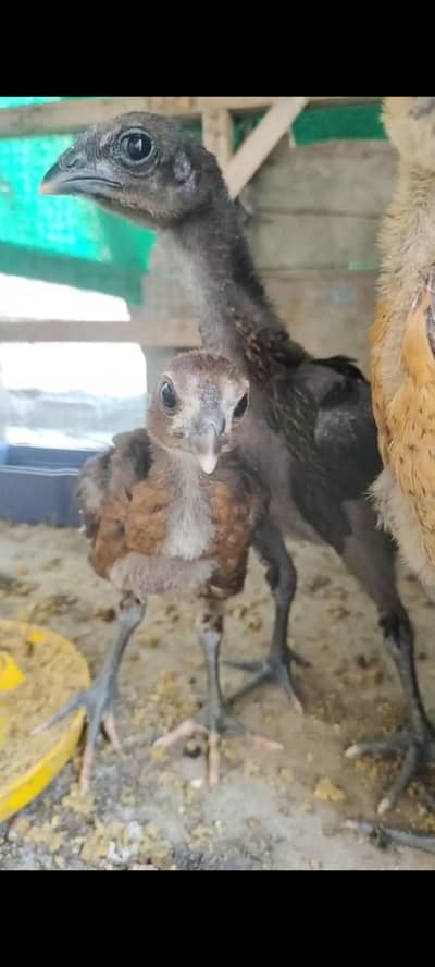Dragon chicks Top Quality