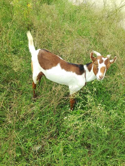 Teda Barbra for sale