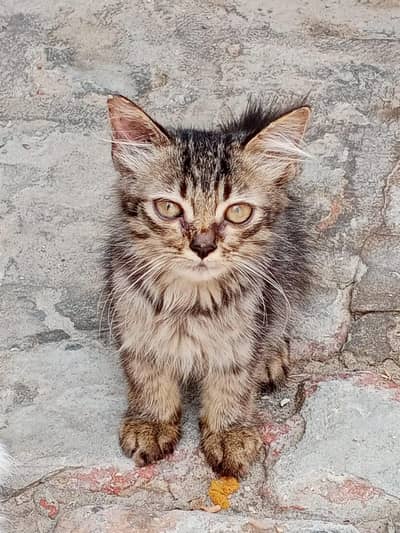Tabby Female Kitten Available