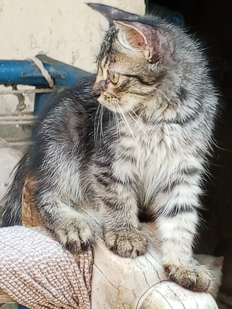 Tabby Female Kitten Available — photo 2