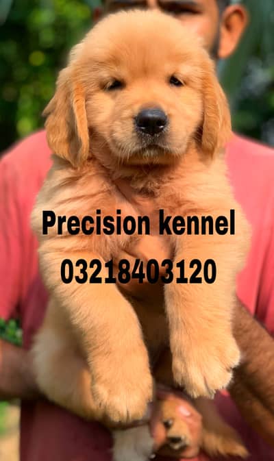 Golden retriever pedigreed Imported Blood Lines puppies for sale