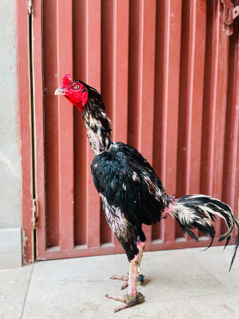 lasani bird 0