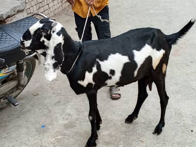 Black white dabii 03208455168