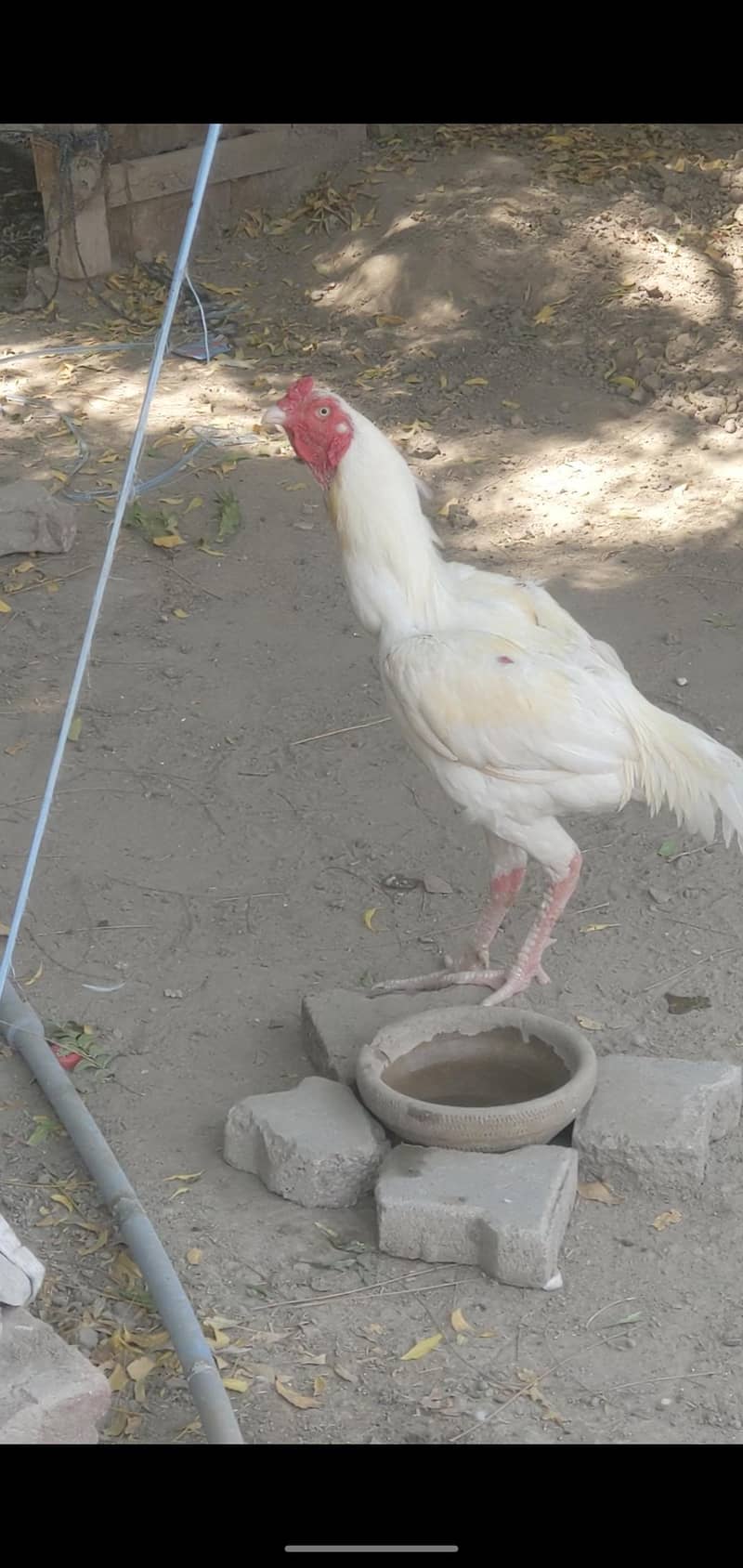 White hen 6