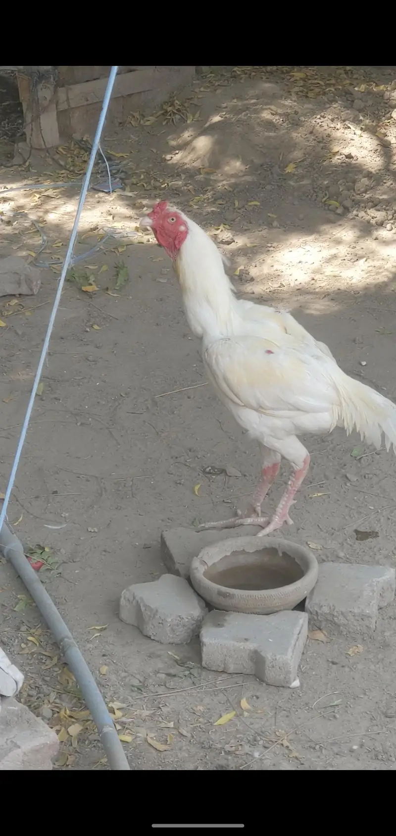 White hen — photo 7