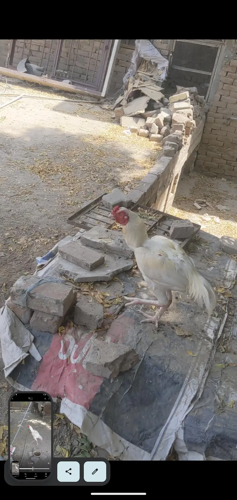 White hen — photo 9