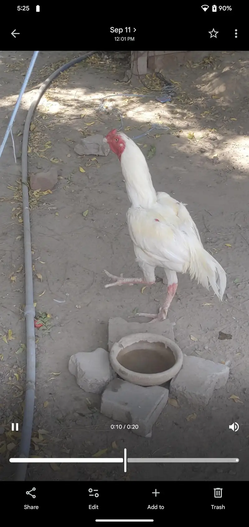 White hen — photo 8