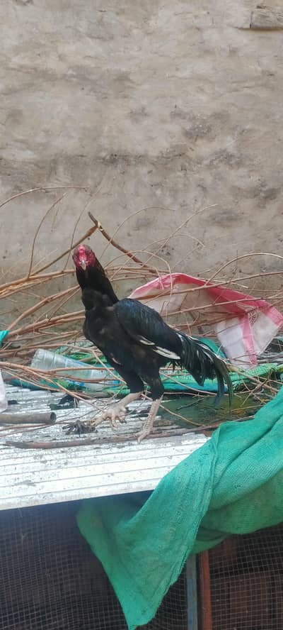 ASEEL PATHA PATHI FRESH PAIR IN CHEAP PRICE