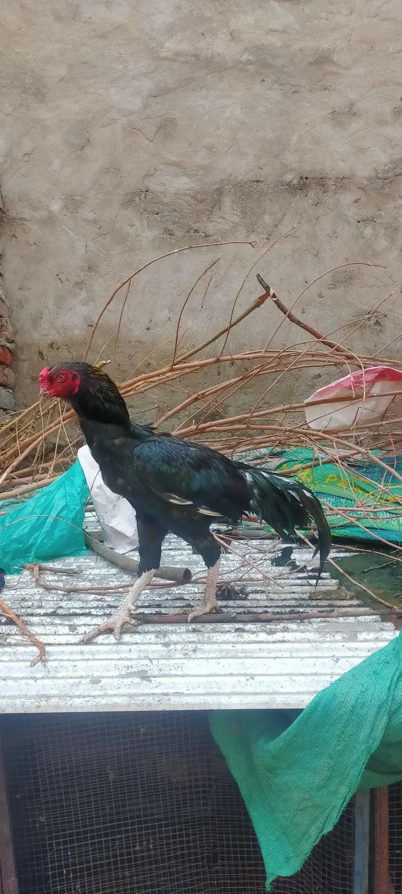 ASEEL PATHA PATHI FRESH PAIR IN CHEAP PRICE — photo 2