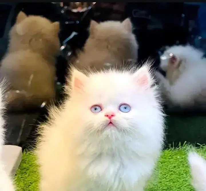 Persian cat triple coat Punch face vaccineated delivery available — photo 3