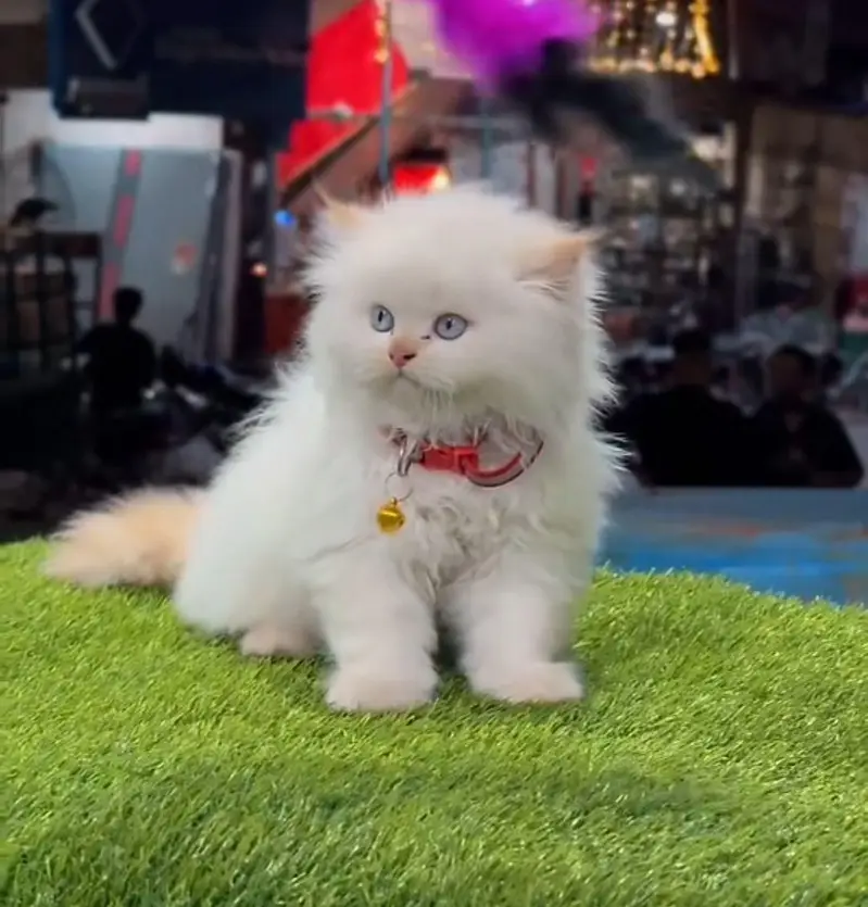 Persian cat triple coat Punch face vaccineated delivery available — photo 4