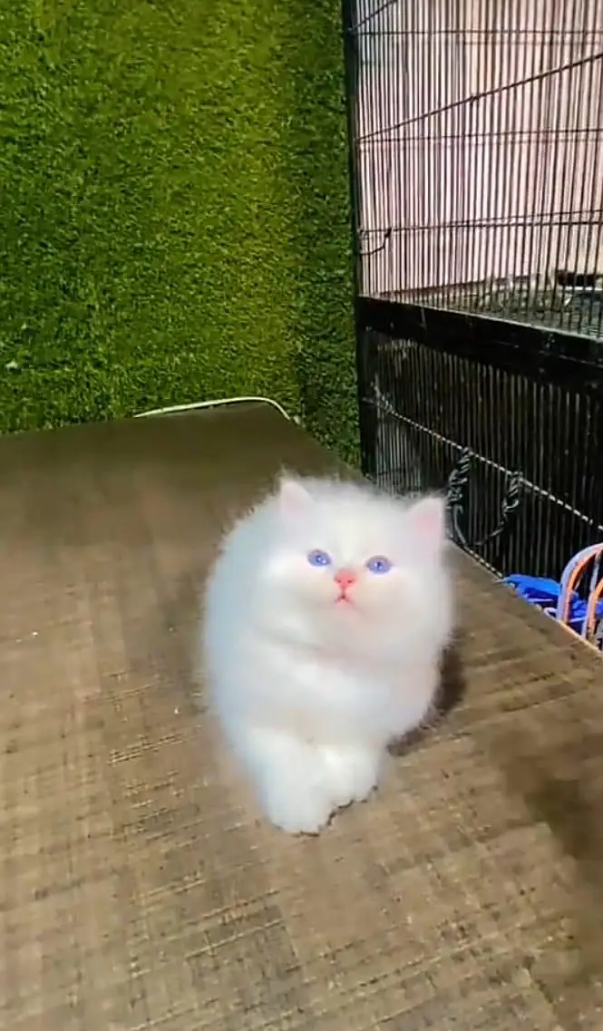 Persian cat triple coat Punch face vaccineated delivery available — photo 7