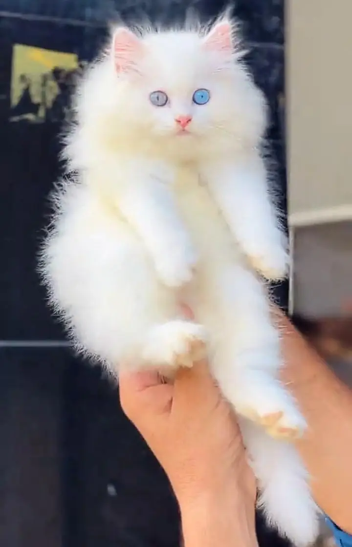 Persian cat triple coat Punch face vaccineated delivery available — photo 10