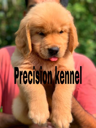 Golden retriever imported pedigreed puppies available for sale