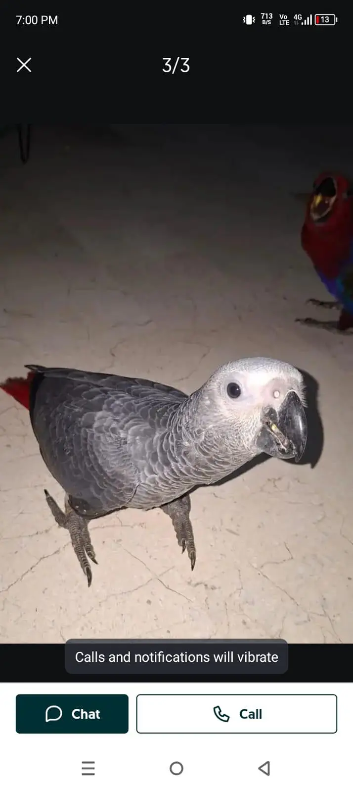 African Grey Parrot cheeks for sale03445146577 — photo 2