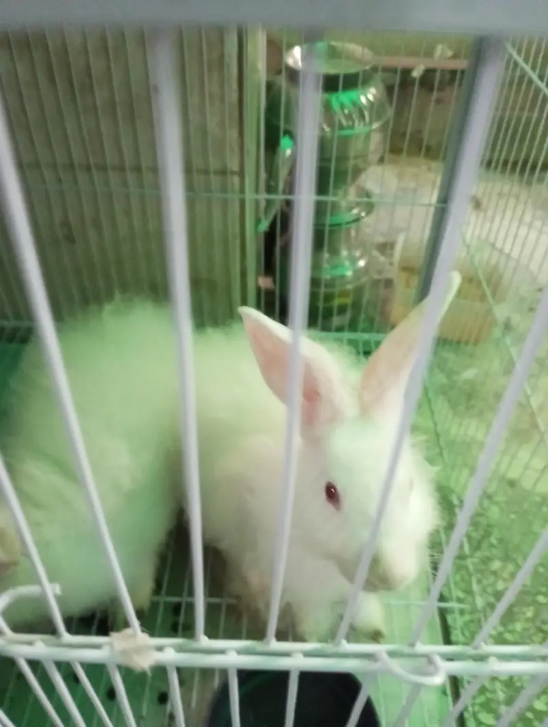 Pure White Angora Rabbit Breeder Pair - Urgent Sale