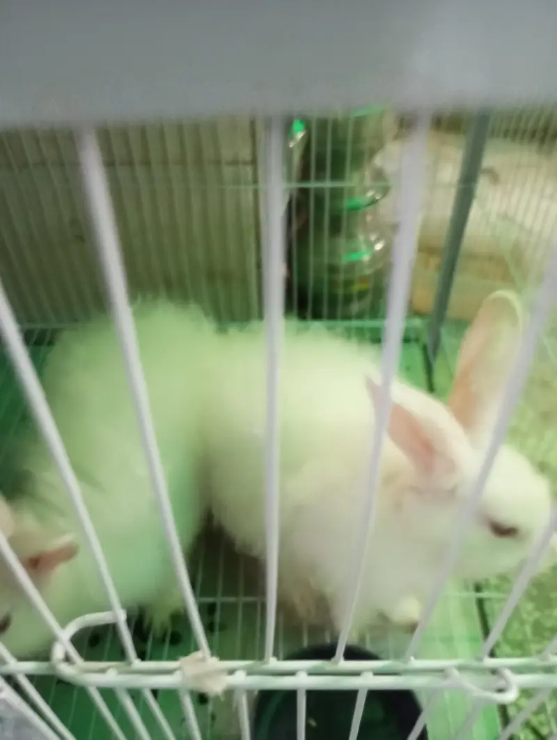 Pure White Angora Rabbit Breeder Pair - Urgent Sale — photo 2
