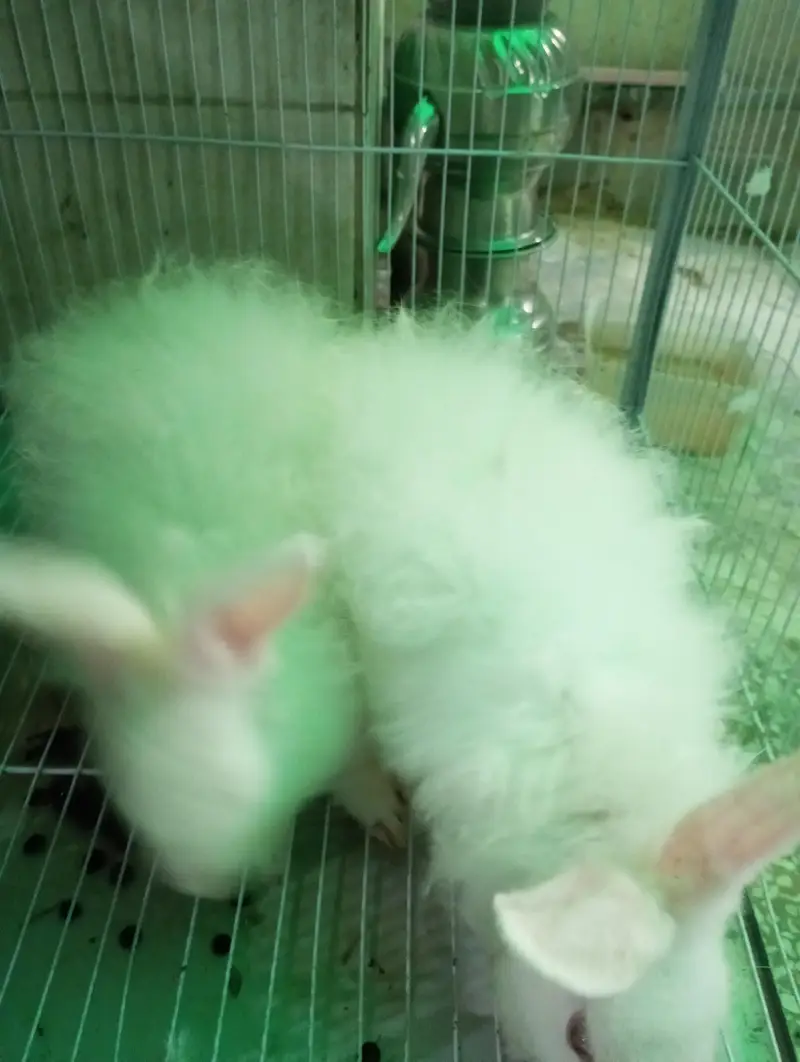 Pure White Angora Rabbit Breeder Pair - Urgent Sale — photo 3