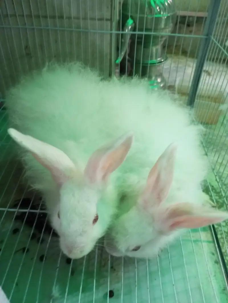 Pure White Angora Rabbit Breeder Pair - Urgent Sale — photo 4