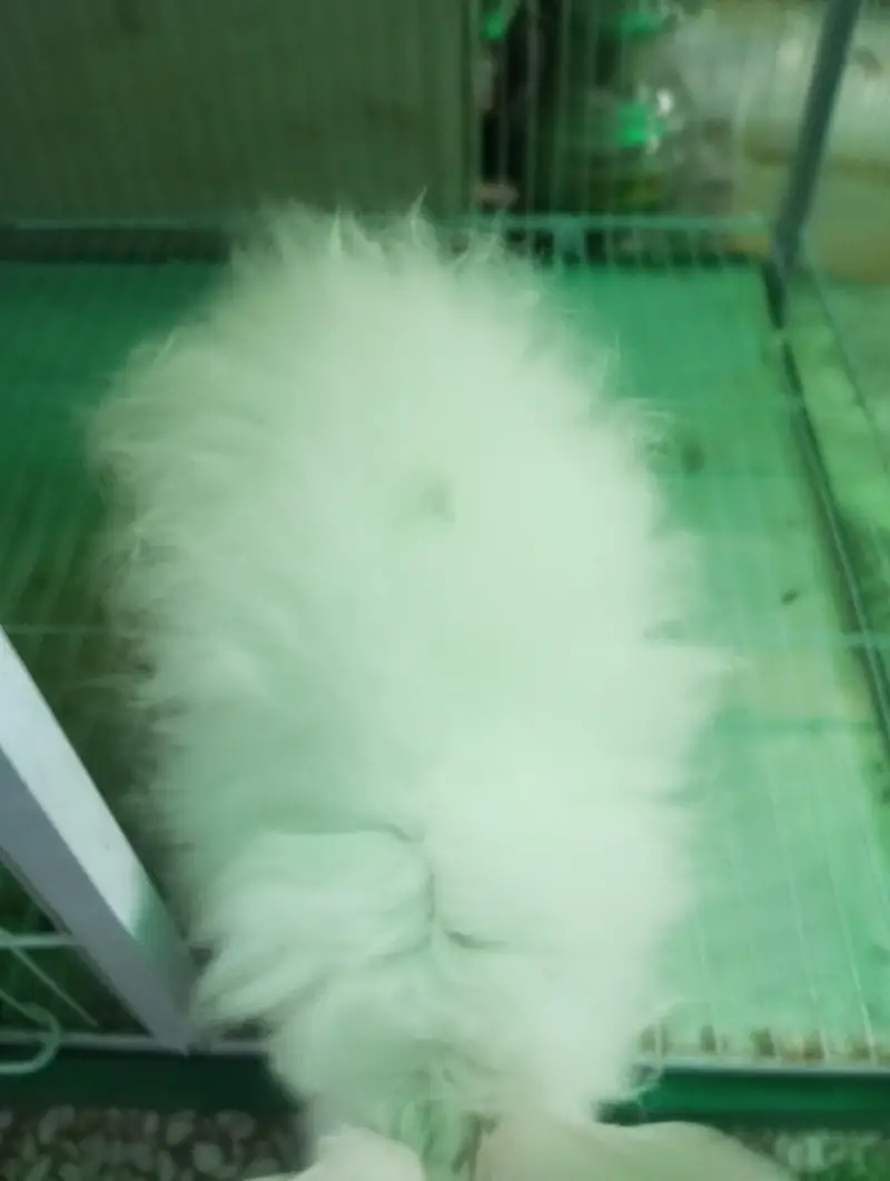Pure White Angora Rabbit Breeder Pair - Urgent Sale — photo 6