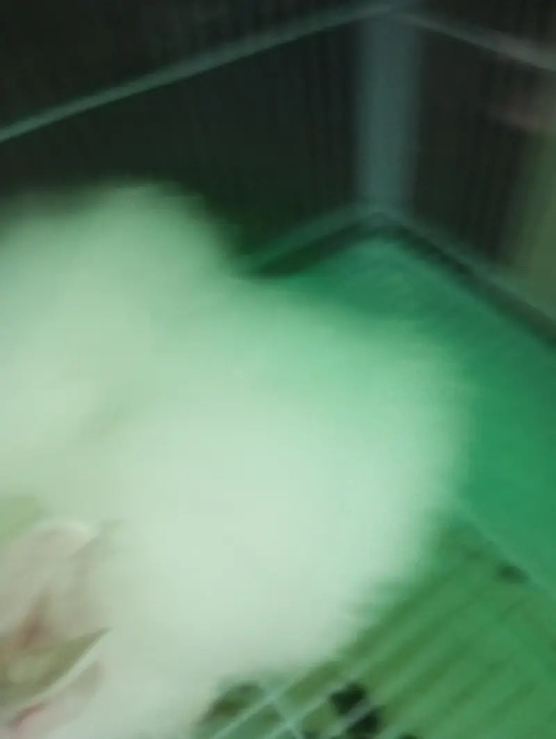 Pure White Angora Rabbit Breeder Pair - Urgent Sale — photo 7