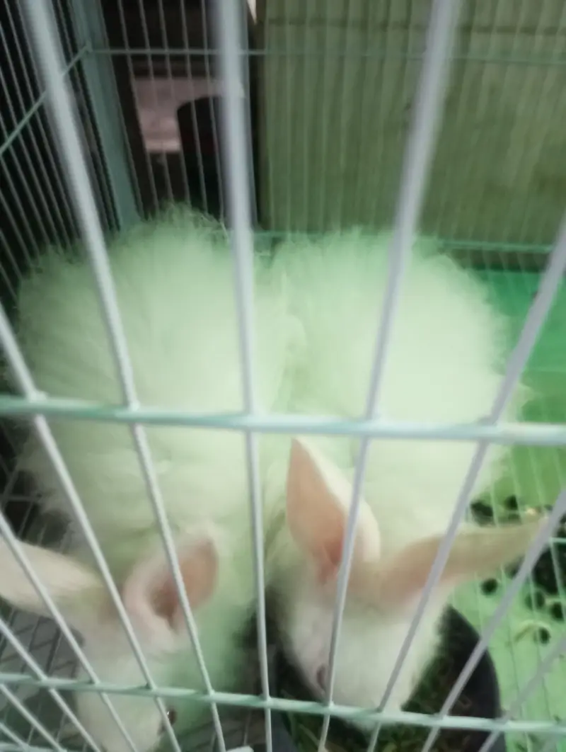 Pure White Angora Rabbit Breeder Pair - Urgent Sale — photo 8