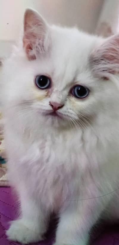 Persian kitten