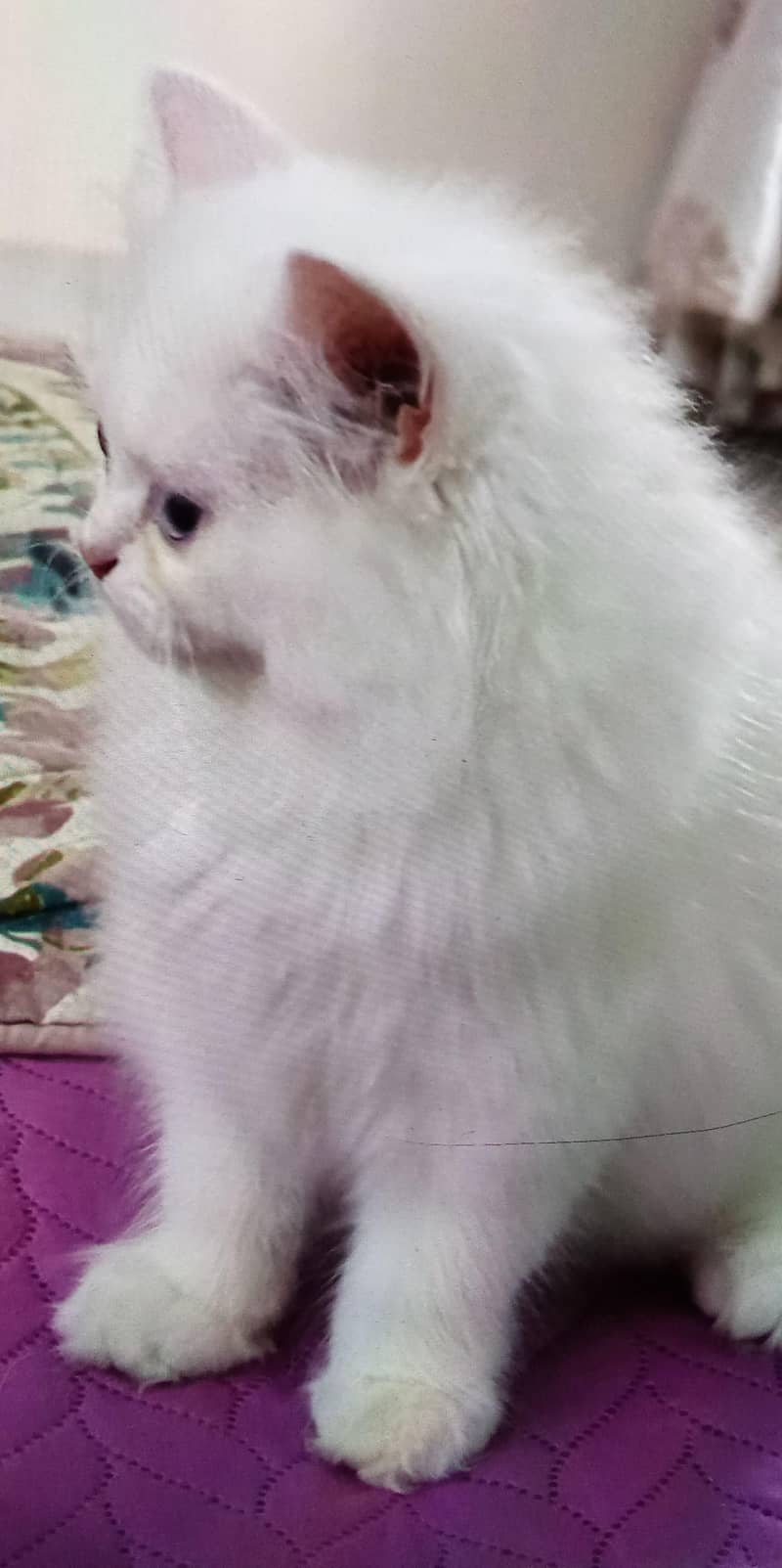 Persian kitten 1