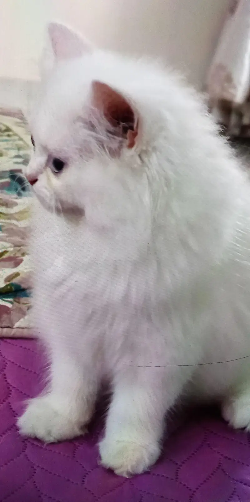 Persian kitten — photo 2