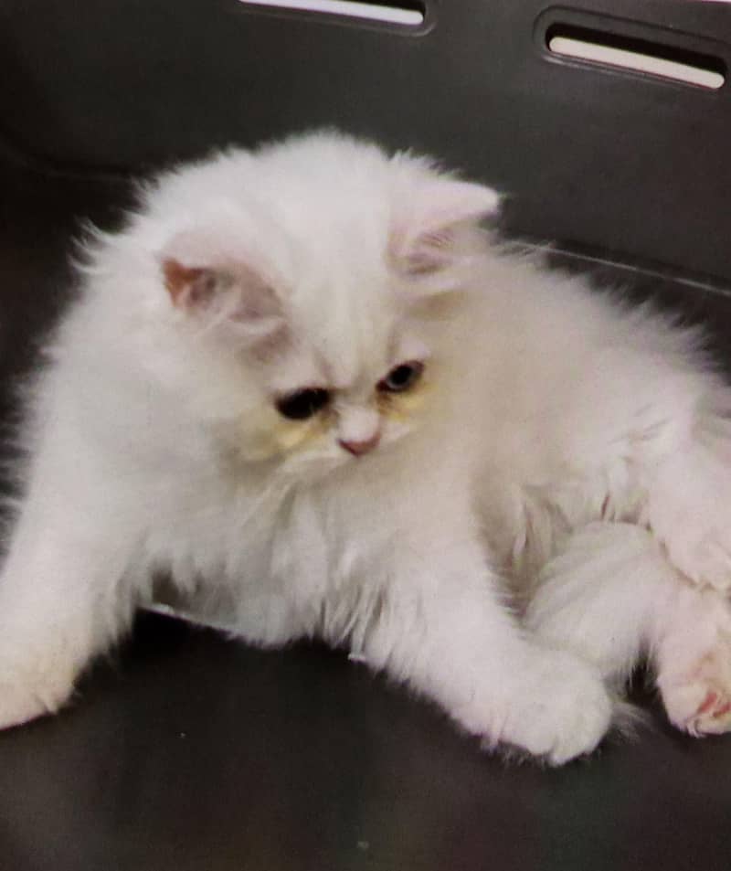 Persian kitten 2