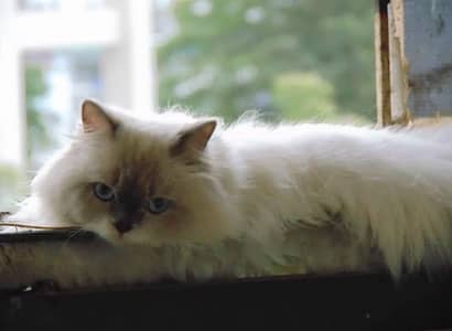 Persian Cat Male blue eyes