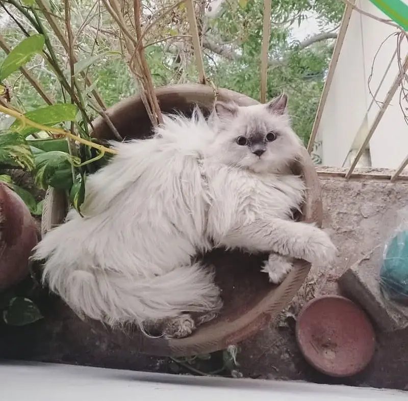 Persian Cat Male blue eyes — photo 2