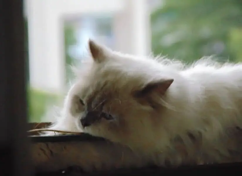 Persian Cat Male blue eyes — photo 3
