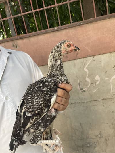 Mianwali Aseel Chicks