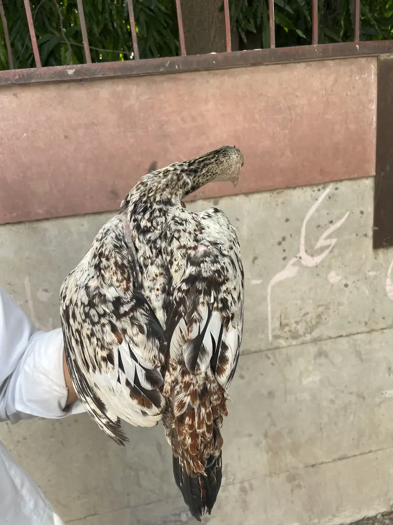 Mianwali Aseel Chicks — photo 2