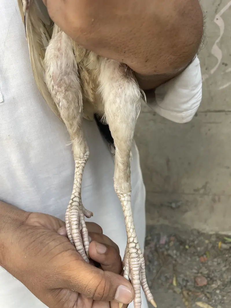 Mianwali Aseel Chicks — photo 3