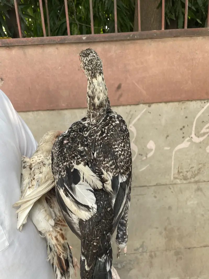 Mianwali Aseel Chicks — photo 4
