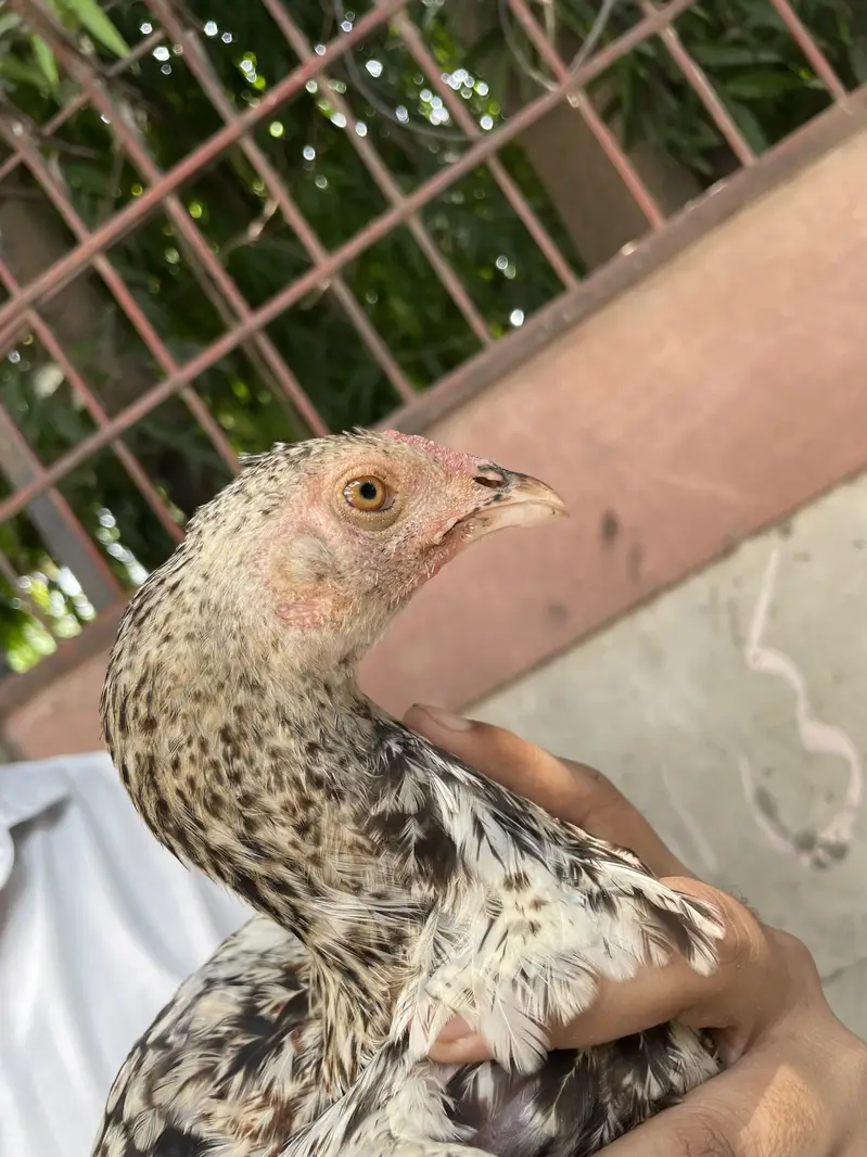 Mianwali Aseel Chicks — photo 5