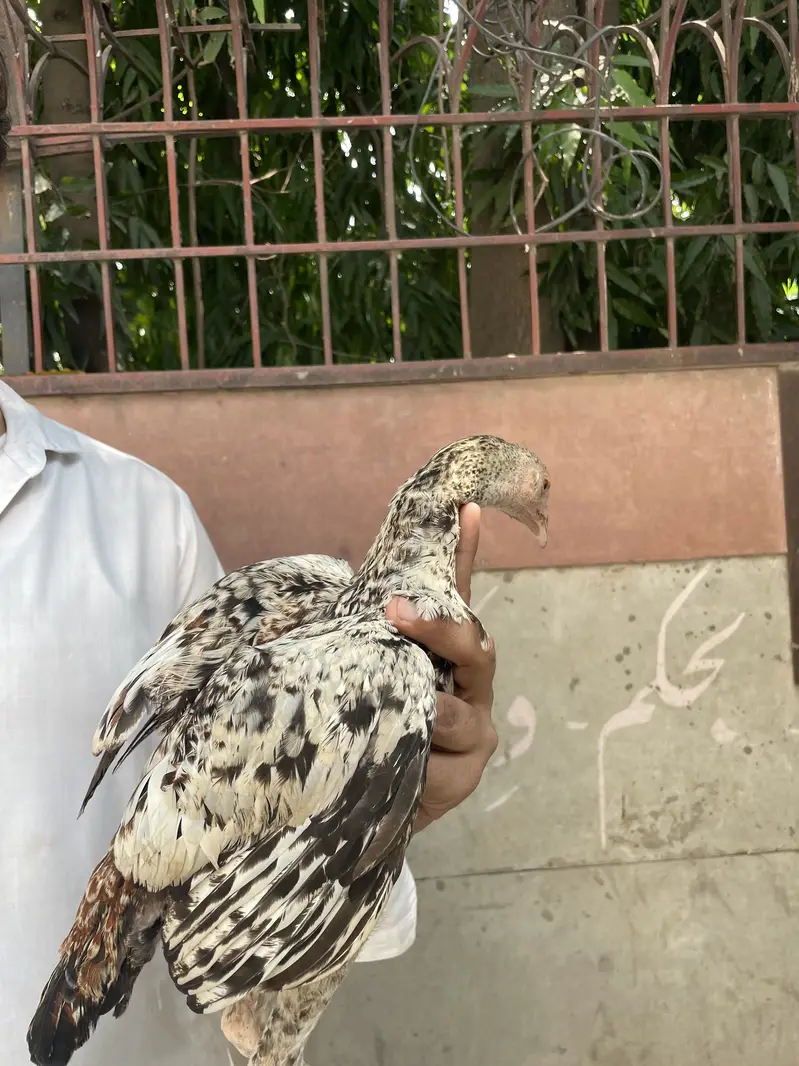 Mianwali Aseel Chicks — photo 6