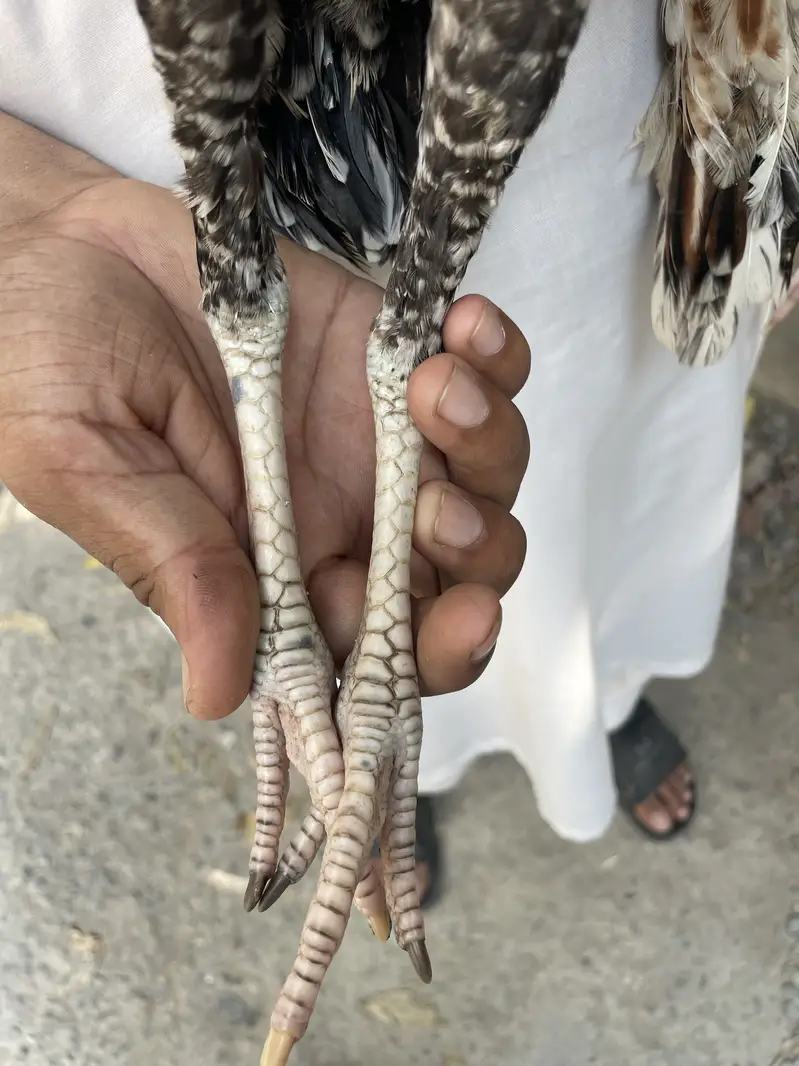 Mianwali Aseel Chicks — photo 8