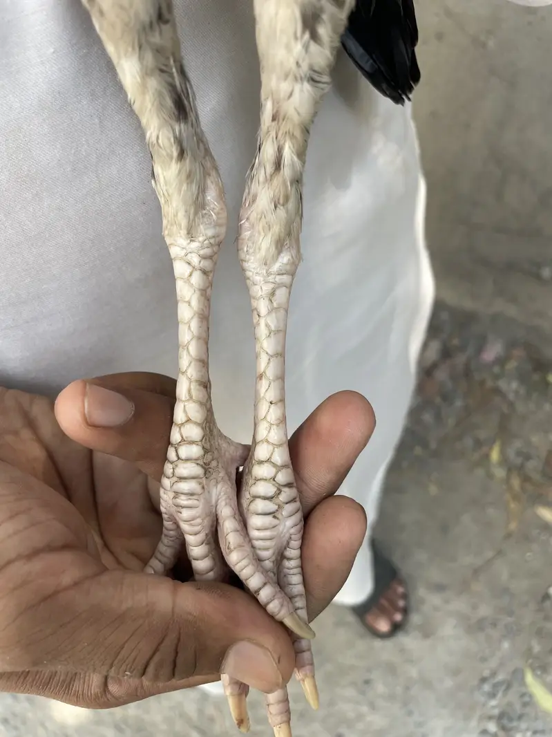 Mianwali Aseel Chicks — photo 9
