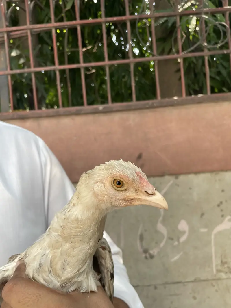 Mianwali Aseel Chicks — photo 10