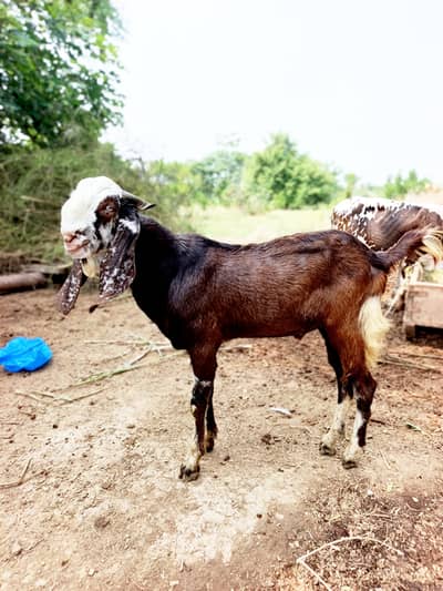 Bakra for sale . Dasi bakra