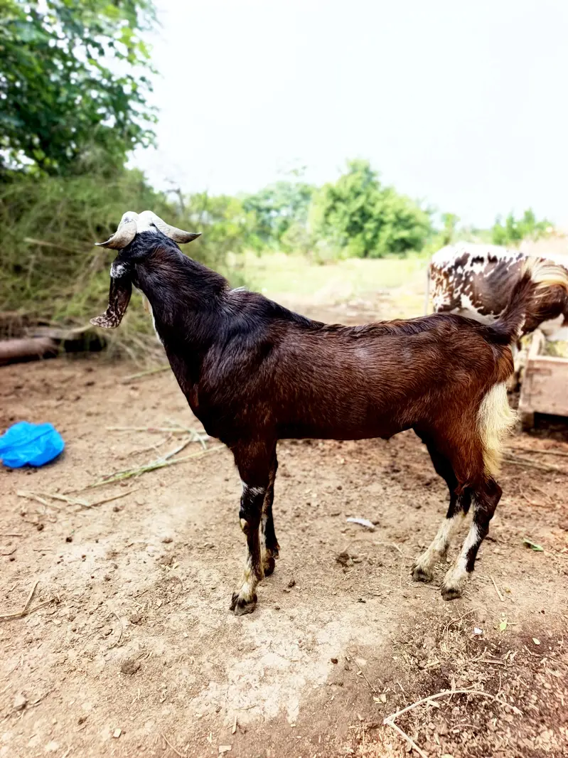 Bakra for sale . Dasi bakra — photo 2