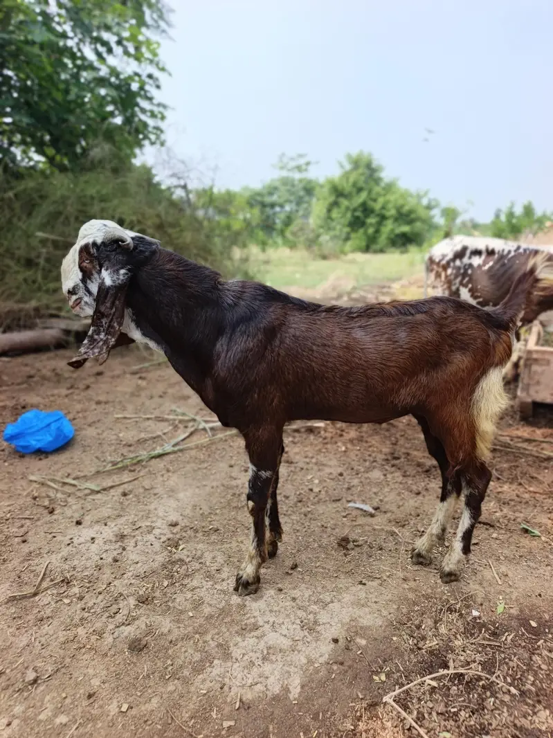 Bakra for sale . Dasi bakra — photo 3