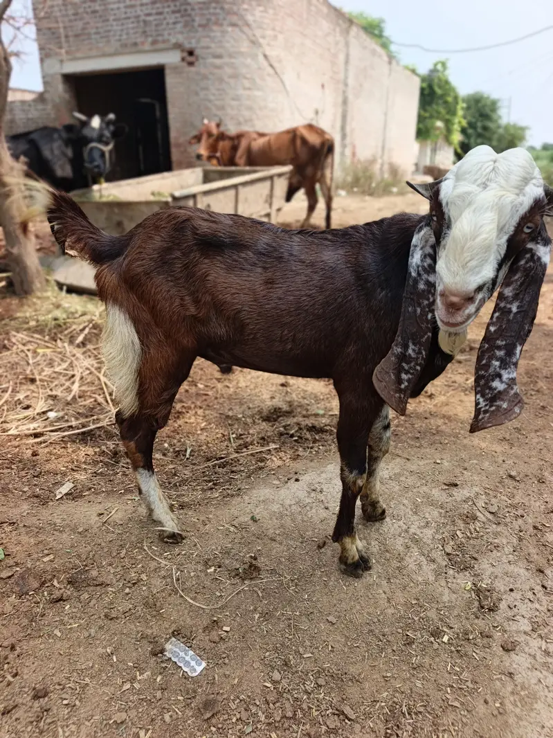 Bakra for sale . Dasi bakra — photo 4