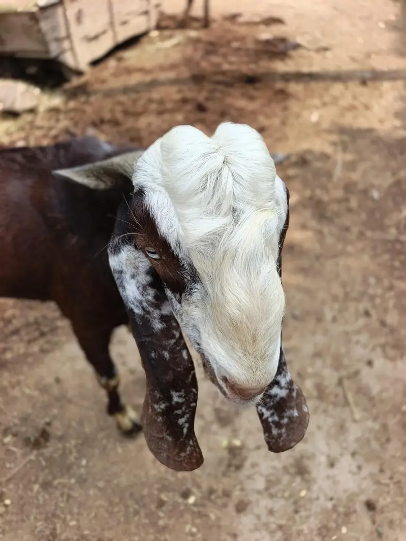 Bakra for sale . Dasi bakra — photo 5